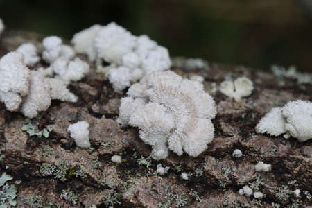 Coral white hedgehog growing on a tree.の写真素材
