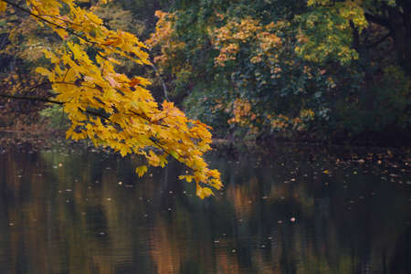 Autumn landscape with yellow maple leaves and lake.の写真素材