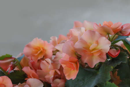The begonia plant blooms with beautiful flowers.の写真素材