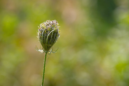 Flowering wild carrots in nature on the field.の写真素材