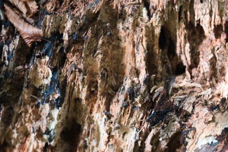 Texture of a rotten old tree in the forest.