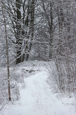 Country road in the snow between the trees.の写真素材