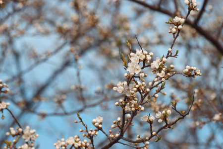 Flowering cherry plum bush in early spring