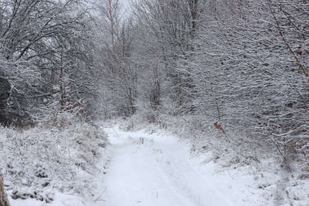 Country road in the snow between the trees.の写真素材
