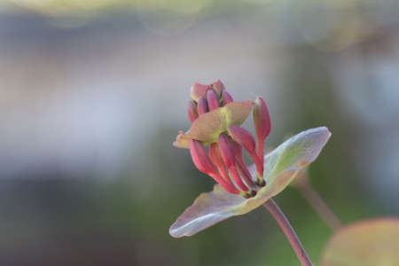 Flowering honeysuckle plant in the garden.の写真素材