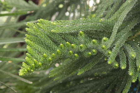 Araucaria variegated, a branch of a tree bush.