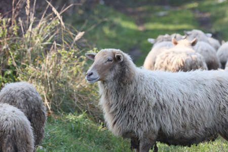 Domestic cattle sheep grazing in the meadow.の写真素材
