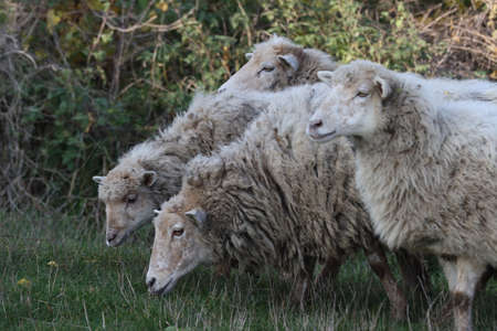 Domestic cattle sheep grazing in the meadow.の写真素材