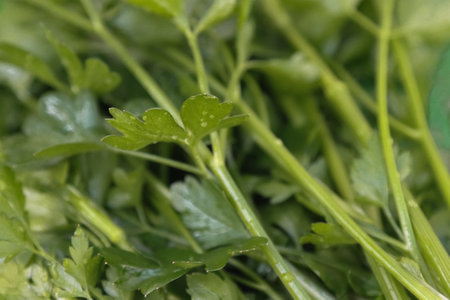 The plant is spicy parsley. floral background.の写真素材