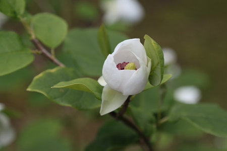 Blooming white magnolia on a tree in the garden.の写真素材