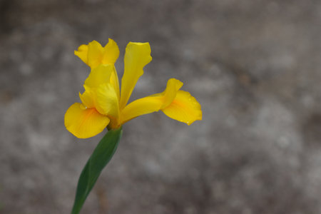 Yellow iris flower on background focusの写真素材