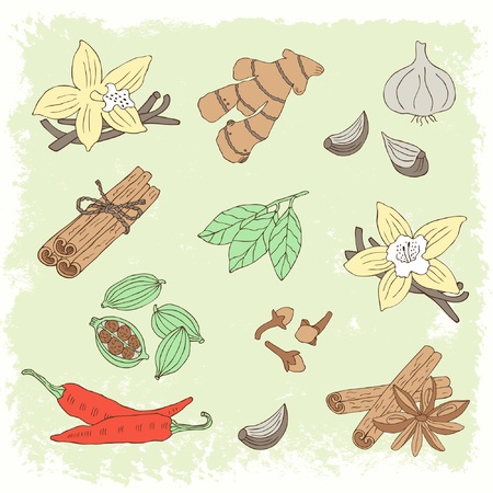 hand drawn spice set のイラスト素材