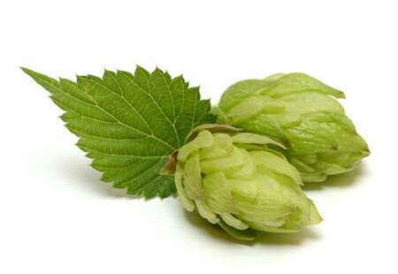 Hop cone isolated on white background