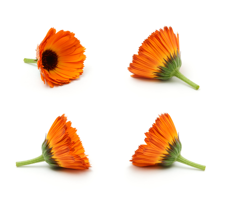 Calendula flowers set isolated on the white backgroundの写真素材