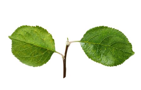 Fresh apple leaf isolated on white background with clipping path.の写真素材