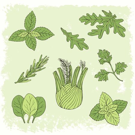 Hand drawn herb set with mint, spinach, basil, parsley. Vector illustration.のイラスト素材