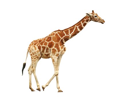 Running giraffe isolated on white backgroundの写真素材