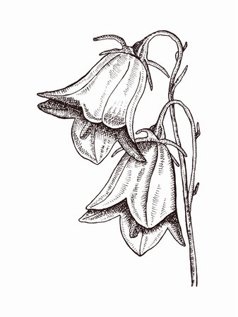 Bellflower hand drawn vector illustration. Flower in hand sketched style. Retro design.のイラスト素材