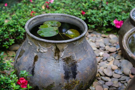 Water lily in a jar