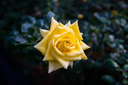 Yellow rose with dropletsの写真素材