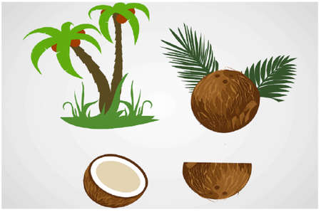 Coconut tree, coconut and coconut slice. Vector, EPS FILE. Suitable for advertising and printingのイラスト素材