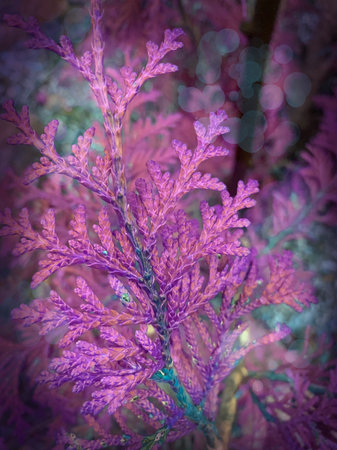 Photography of natural materials. Stone, moss, plant leaves. Background in turquoise and purple tones. Colorful leaf pattern and embossed stone texture.の写真素材