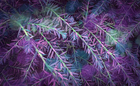 Photography of natural materials. Stone, moss, plant leaves. Background in turquoise and purple tones. Colorful leaf pattern and embossed stone texture.の写真素材