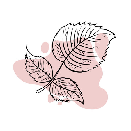 Stylish line art on a delicate pink background.のイラスト素材