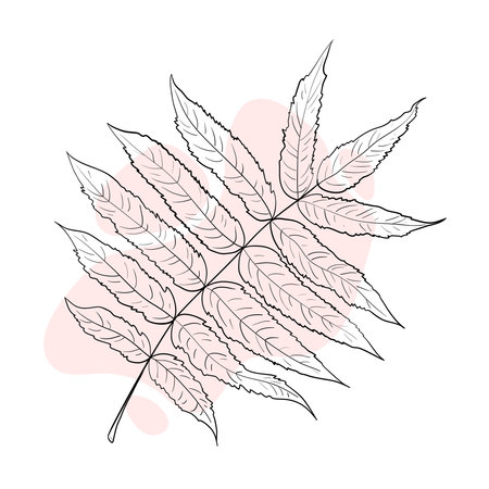 Stylish and beautiful line art. Tree leaf, nature and ecology.のイラスト素材