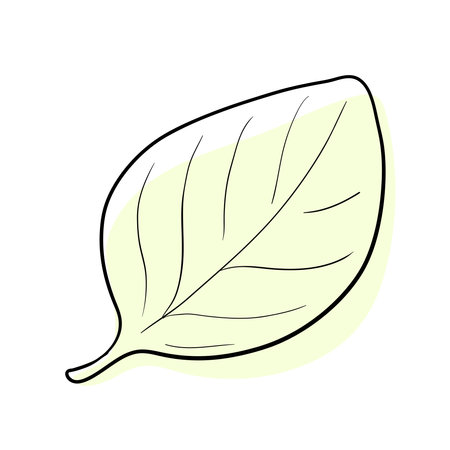 Stylish and beautiful line art. Tree leaf, nature and ecology.のイラスト素材