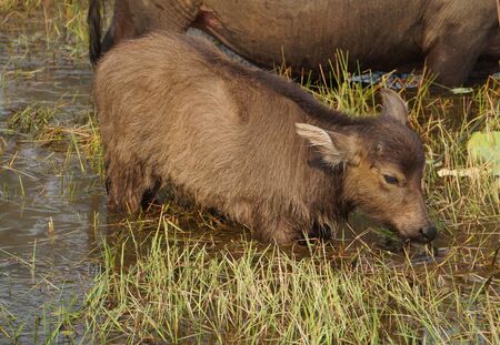 Young water buffalo Cambodia