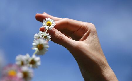 chain of daisies against a clear blue summer sky                                の写真素材