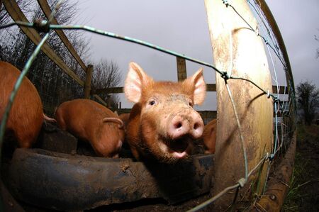 a happy tamworth piglet looking out of its pen                                の写真素材