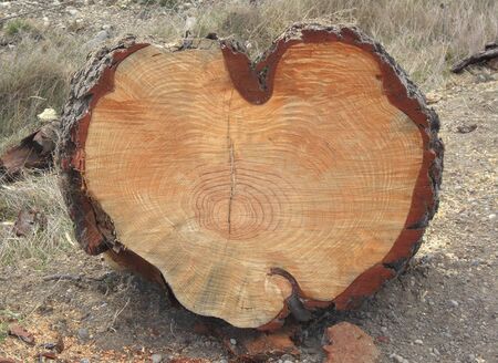 sawn log in the shape of a heartの写真素材
