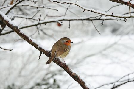 robin redbreast perched on a snow covered tree branchの写真素材