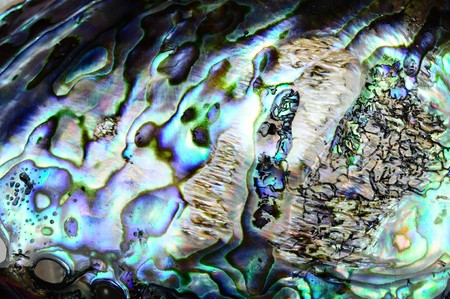 beautiful background of a colorful paua shellの写真素材