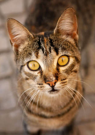 A stray kitten looking at cameraの写真素材