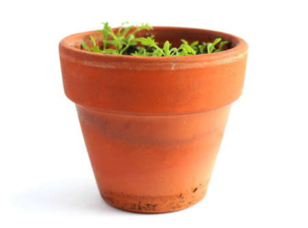 Growthの写真素材