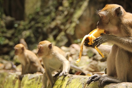 monkey eating a bananaの写真素材