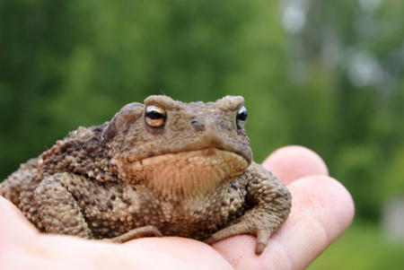 toad