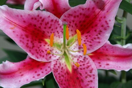 lilyの写真素材