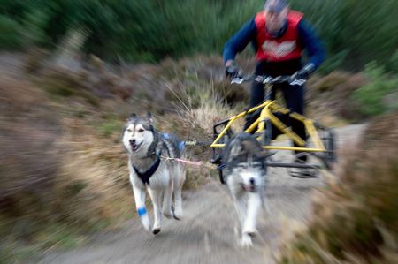 snow dogs pulling sledge with wheelsの写真素材