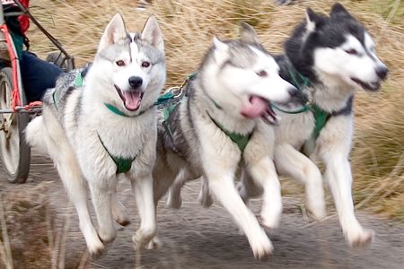 snow dogs moving fastの写真素材