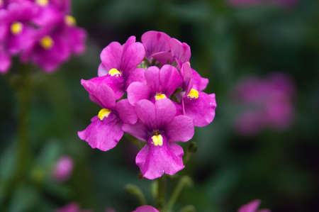 flowerの写真素材