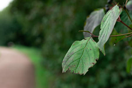 Three isolated green red leaves with bleured trees in the background