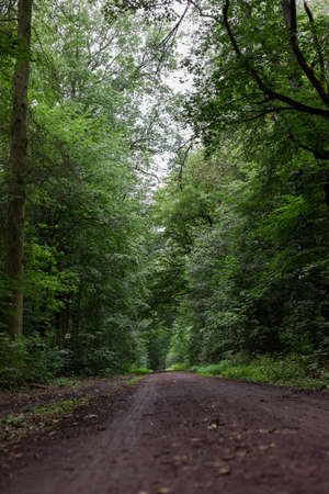 Forest road, way, with summer trees and green leaves and sky in the background.