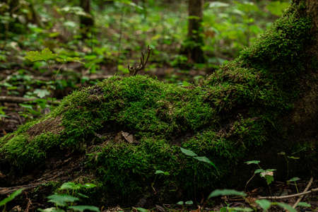 Forest ground with roots with much green moss on it and little seeds.の写真素材