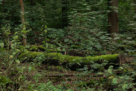 Big fall Branch on the forest ground, green moss.