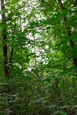 Forest with little trees and much branches with green leaves.
