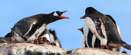 Penguin protecting the nestの写真素材